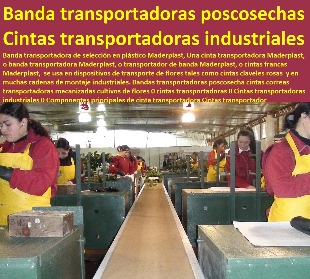 Bandas transportadoras poscosecha cintas correas transportadoras mecanizadas cultivos de flores 0 cintas transportadoras 0 Cintas transportadoras industriales 0 TUTORES PARA FLORES, CABLE VÍA BANANAS AROMÁTICAS, Cultivos Tecnificados, Invernaderos, Semilleros, Bancos De Siembra, Hidroponía, Agricultura, Cosecha, Poscosecha, Componentes principales de cinta transportadora Cintas transportador Bandas transportadoras poscosecha cintas correas transportadoras mecanizadas cultivos de flores 0 cintas transportadoras 0 Cintas transportadoras industriales 0 Componentes principales de cinta transportadora Cintas transportador